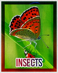 Insects