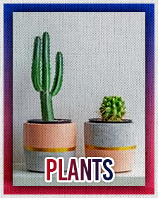 Plants