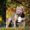 American Bully Dog Diamond Painting