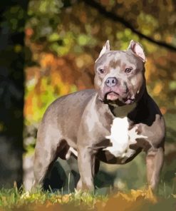 American Bully Dog Diamond Painting