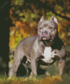 American Bully Dog Diamond Painting