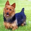 Australian Terrier Diamond Painting