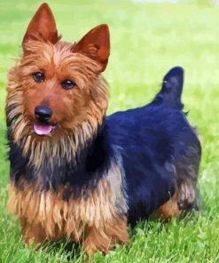 Australian Terrier Diamond Painting