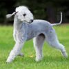 Bedlington Terrier Dog Diamond Painting