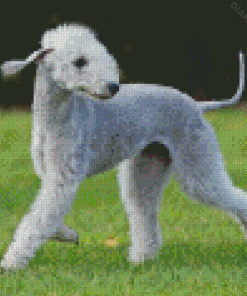 Bedlington Terrier Dog Diamond Painting