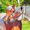 Belgian Horses Diamond Painting