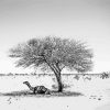 Camel Sitting In Sahara Diamond Painting