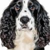 Black And White Spaniel Diamond Painting