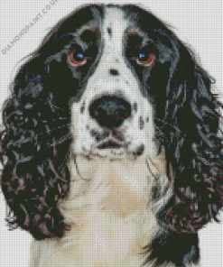 Black And White Spaniel Diamond Painting