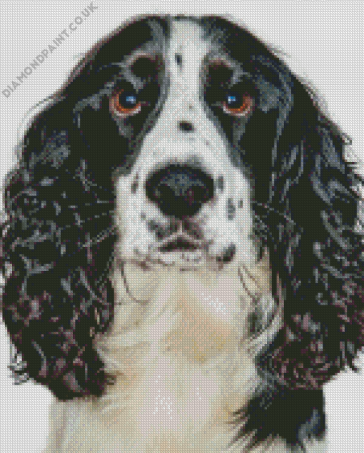 Black And White Spaniel Diamond Painting