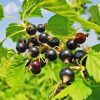 Blackcurrant Tree Diamond Painting