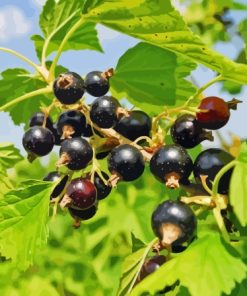 Blackcurrant Tree Diamond Painting