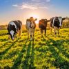 Cows In The Field Diamond Painting