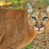 Florida Panther Animal Diamond Painting