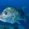 Giant Trevally Fish Diamond Painting