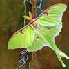 Luna Moth Diamond Painting