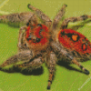 Phidippus Diamond Painting