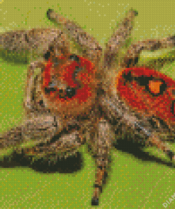 Phidippus Diamond Painting