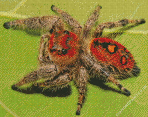 Phidippus Diamond Painting