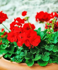 Red Geranium Flowers Diamond Painting