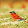 Southern Carmine Bee Eater Diamond Painting