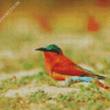 Southern Carmine Bee Eater Diamond Painting