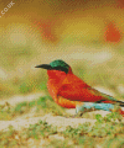 Southern Carmine Bee Eater Diamond Painting