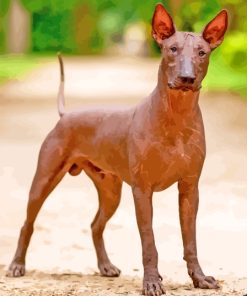 Xoloitzcuintle Hairless Dog Diamond Painting