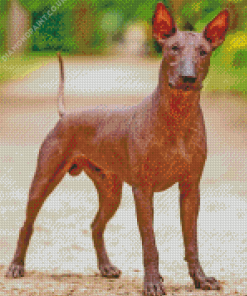 Xoloitzcuintle Hairless Dog Diamond Painting