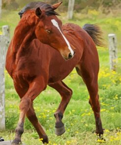 Brown Quarter Horse Diamond Painting