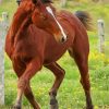 Brown Quarter Horse Diamond Painting