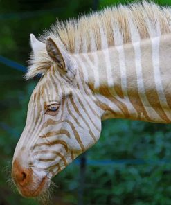 Gold And White Zebra Diamond Painting