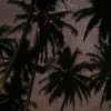 Palm Trees At Night Diamond Painting