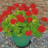 Red Flowers Geraniums Diamond Painting