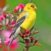 Yellow Finch Diamond Painting