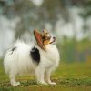 papillon dog Diamond With Numbers