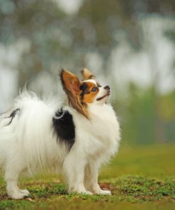 papillon dog Diamond With Numbers