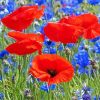 red poppies and blue cornflowers Diamond With Numbers