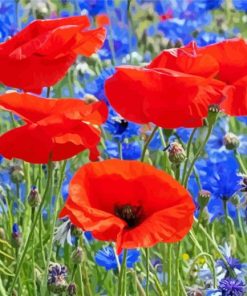 red poppies and blue cornflowers Diamond With Numbers