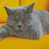 sleepy Grey kitty Diamond Paintings