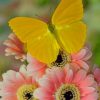 yellow butterfly on flowers Diamond With Numbers