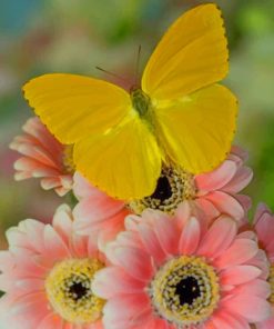 yellow butterfly on flowers Diamond With Numbers