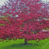 Crabapple tree landscape paint by numbers