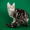 American Shorthair Diamond Painting