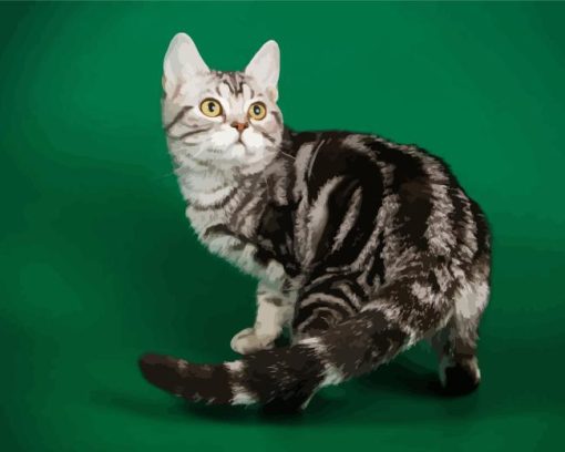 American Shorthair Diamond Painting