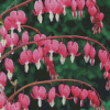 Asian Bleeding Heart Diamond Painting