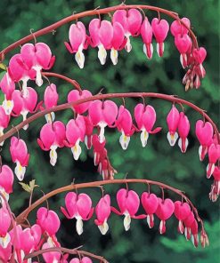 Asian Bleeding Heart Diamond Painting