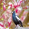 Australian Magpies Diamond Painting