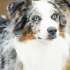 Australian Shepherd Diamond Painting