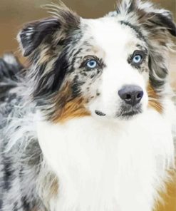 Australian Shepherd Diamond Painting